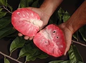 Fernández Reticulata AKA Custard Apple Fruit Tree
