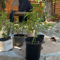 Tomato Plants