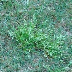 Weed Control