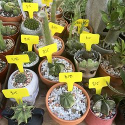 Plants For Sale Harlingen Area