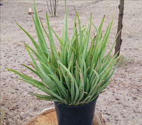 Large Aloe Vera Plant