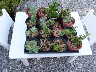 16 small succulents