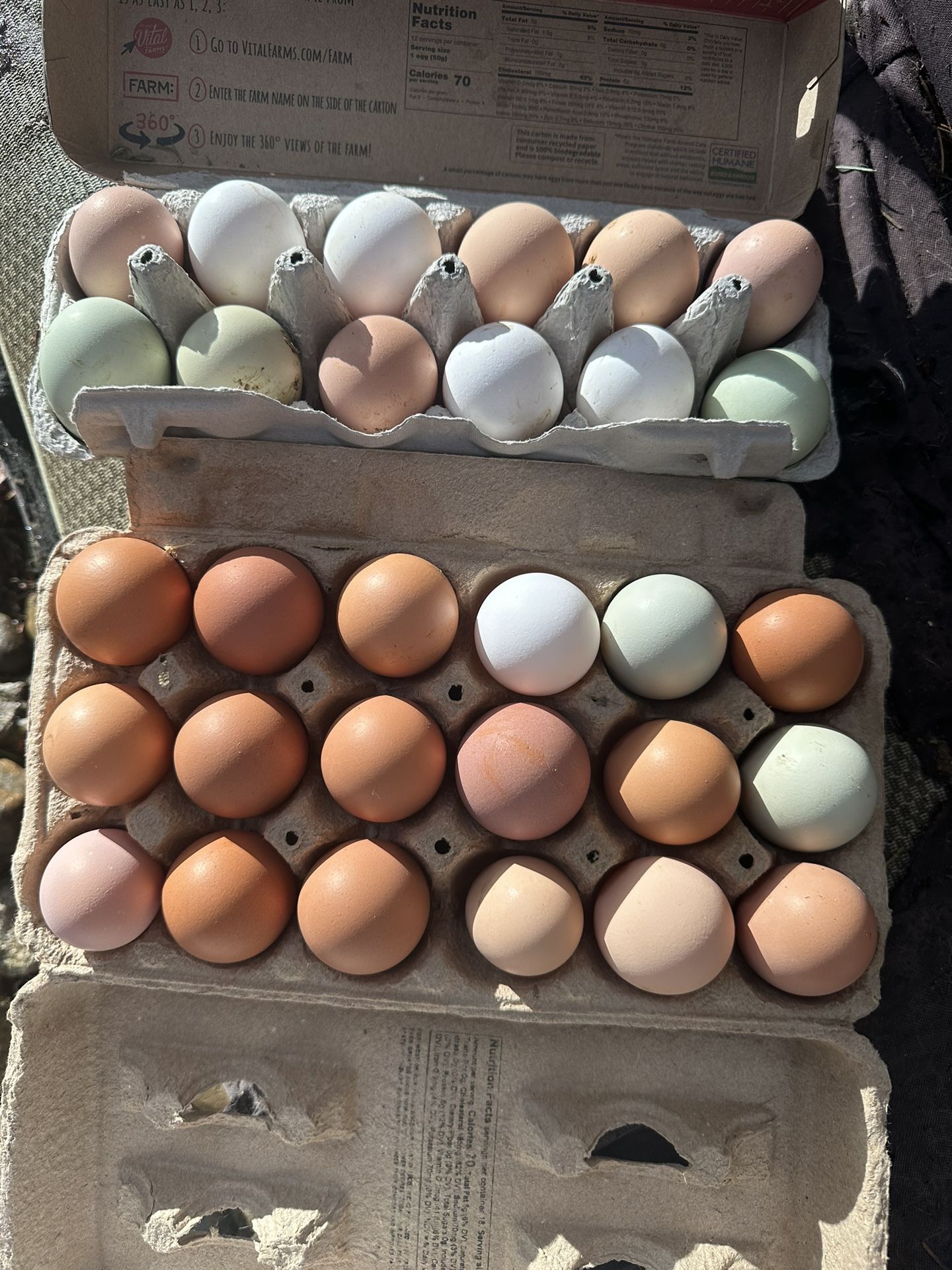 Chicken Eggs