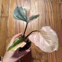 Homalomena Pink Diamond Plant (Imported Last Month)