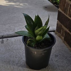 potted plant