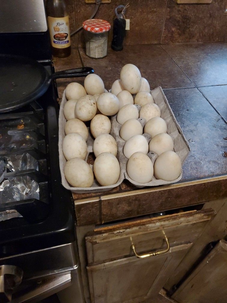 DUCK EGGS DUCK EGGS 