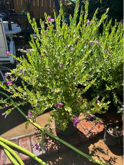 Sweet Pea Shrubs (Polygala myrtifolia) Four Plants