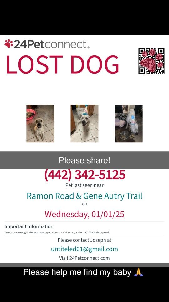 LOST DOG