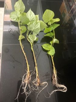 Sweet Potato Starts