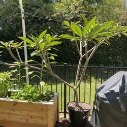 7-foot Healthy Potted Plumeria 