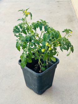 Tomato plants 🌱 🍅