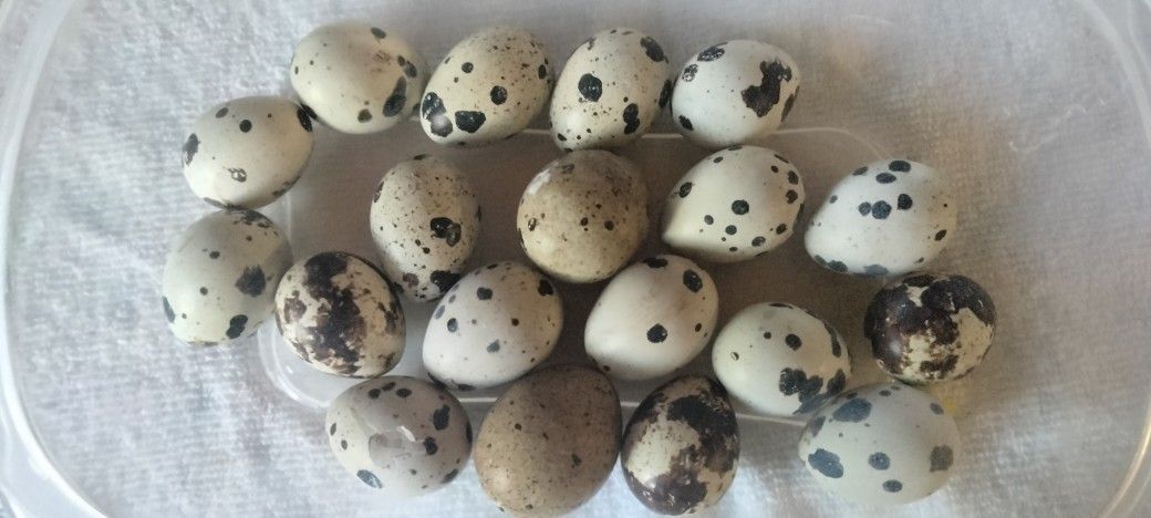 Quail Eggs