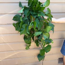 6” jade pothos