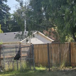 Chainlink Dog Kennel