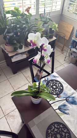 White purple orchid with pothos plant
