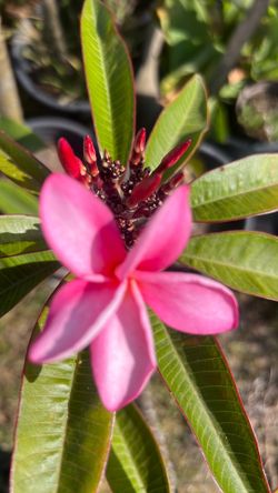 Plumeria