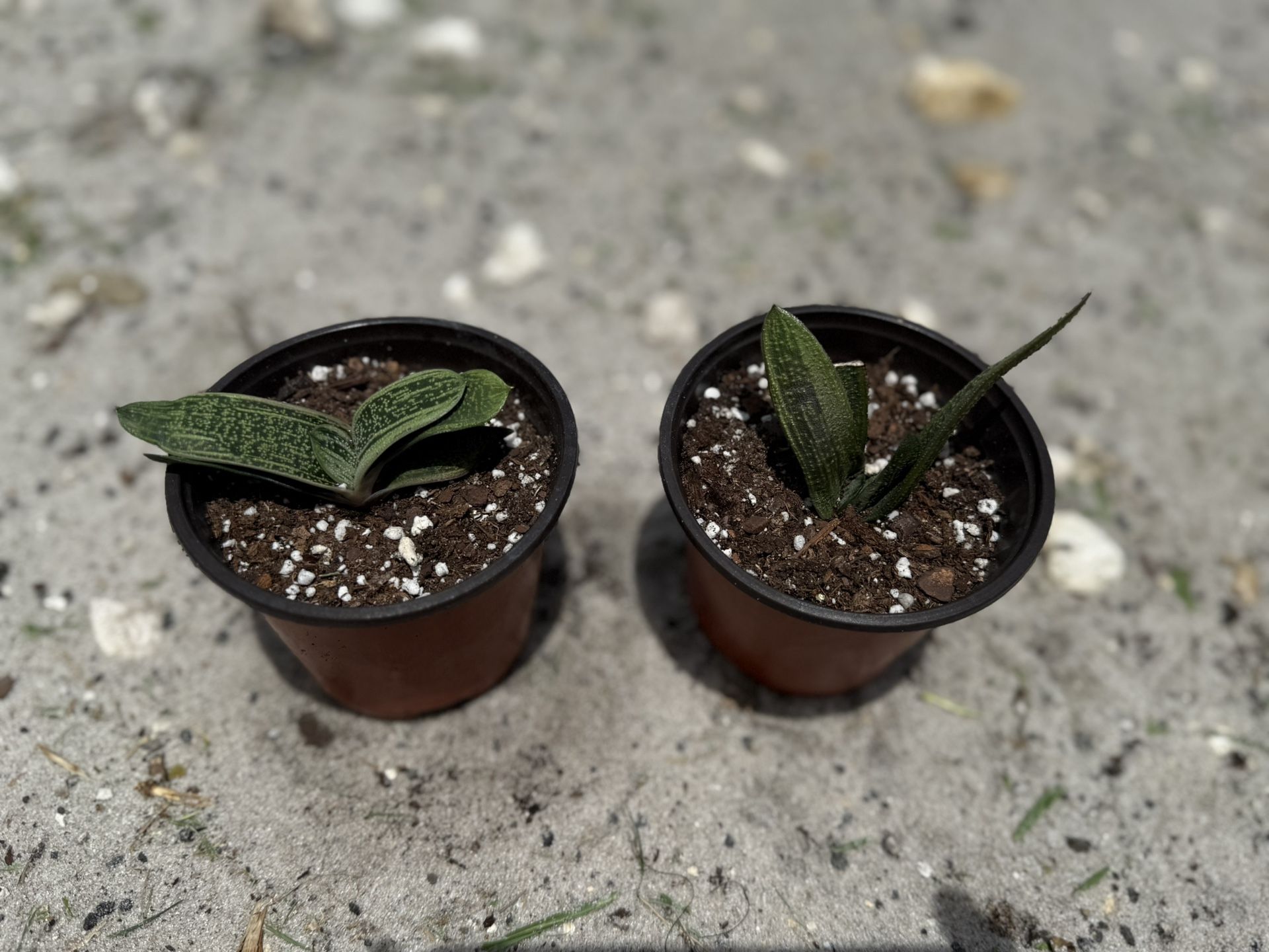 Gasteria Plant 4” Pot At $10 Each