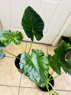 Plants for sale 40 each