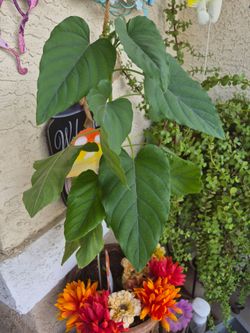 Ficus umbellata (Umbrella Fig Tree)