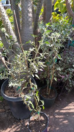Cobra chili plant