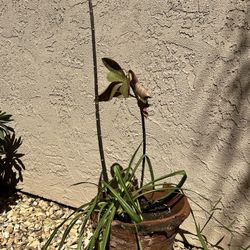 Unknown Plants In Pot