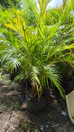 Arecas Palms 6-7 Feet. Instant privacy