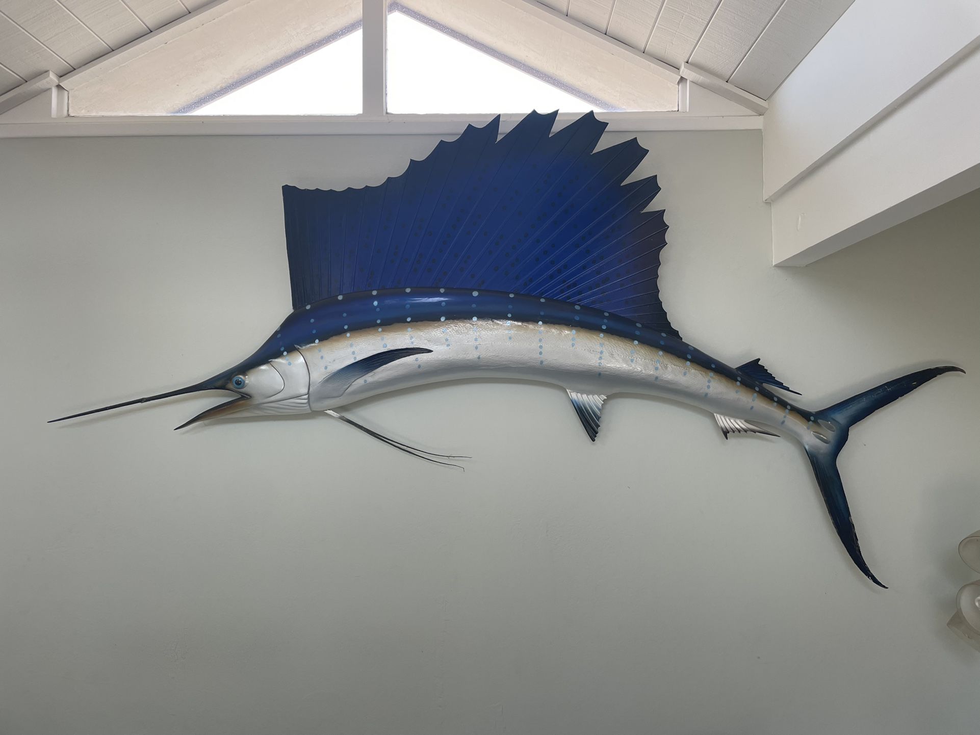 Sailfish Taxidermy