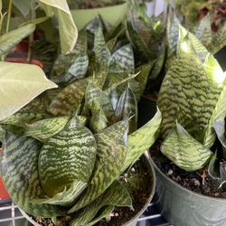 Snake Plants