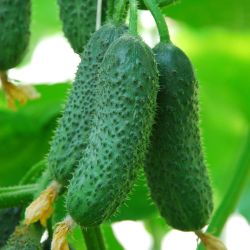 10 seeds of Kybria F1 cucumbers. free delivery to your home