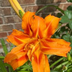 Orange Lily Flowers 