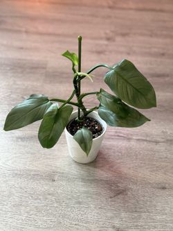 Philodendron Silver sword