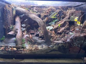 10 gallon paludarium