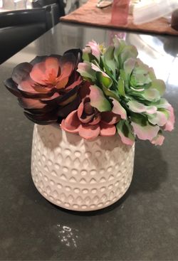 Two decorative plants