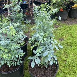 Ruda macho en 3  gallones