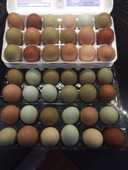 Farm fresh eggs