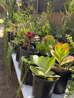 Cactus and succulents