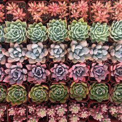 Beautiful 2” Succulents 