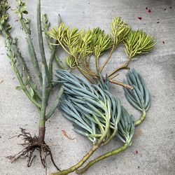 Succulent Cuttings 