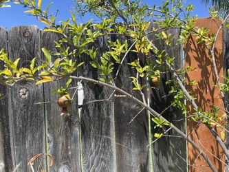 Pomegranate Trees For Sale