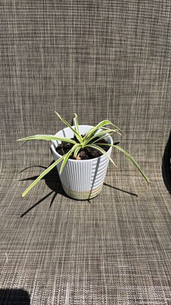 Spider plant