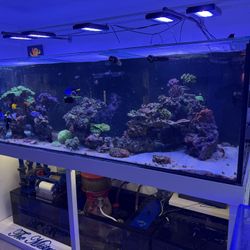 Fish Tank