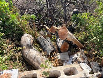 Free tree trunk pieces in palisades
