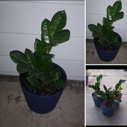 ZZ House plants$13-$14 Each pot