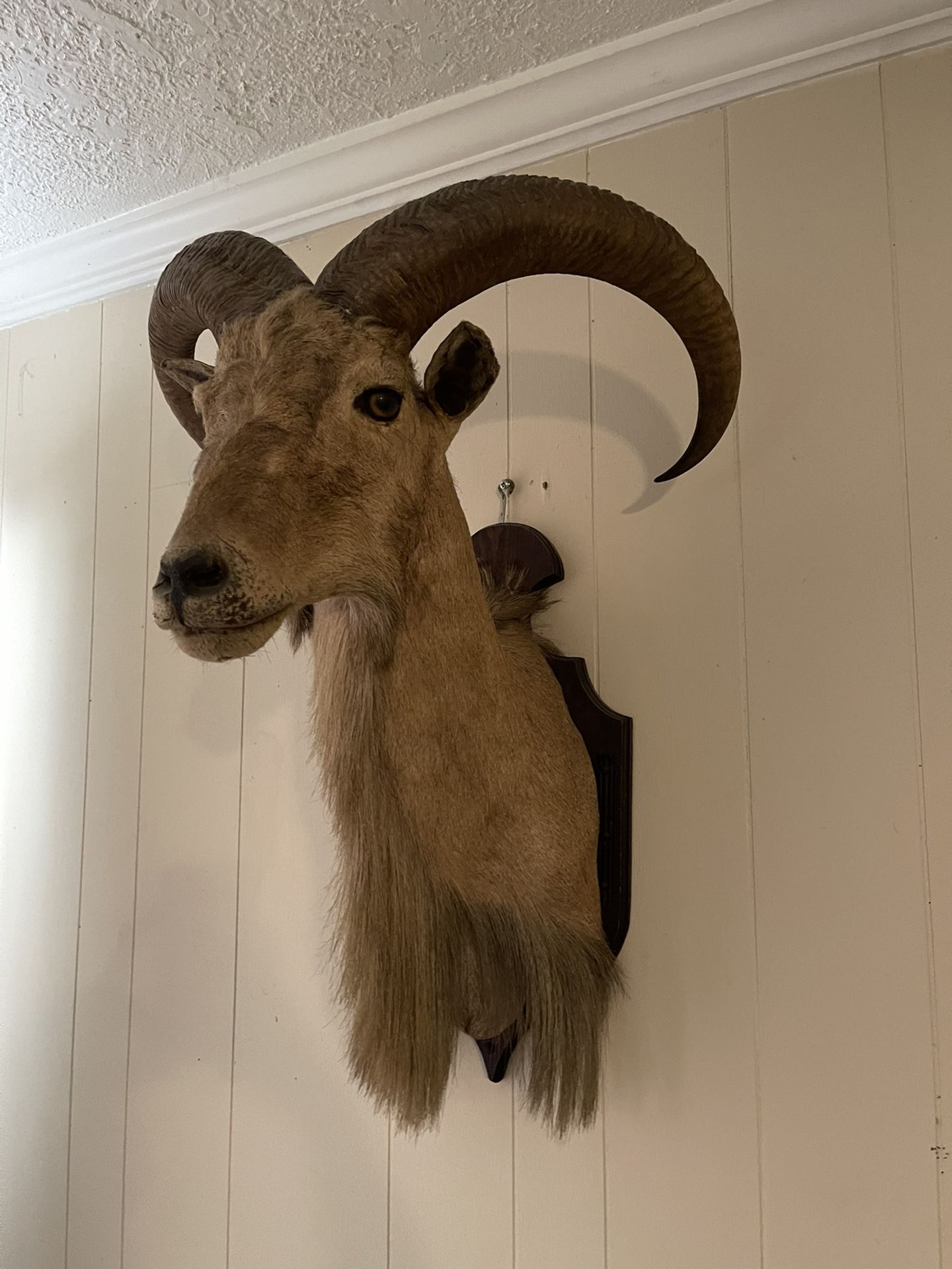 Taxidermy