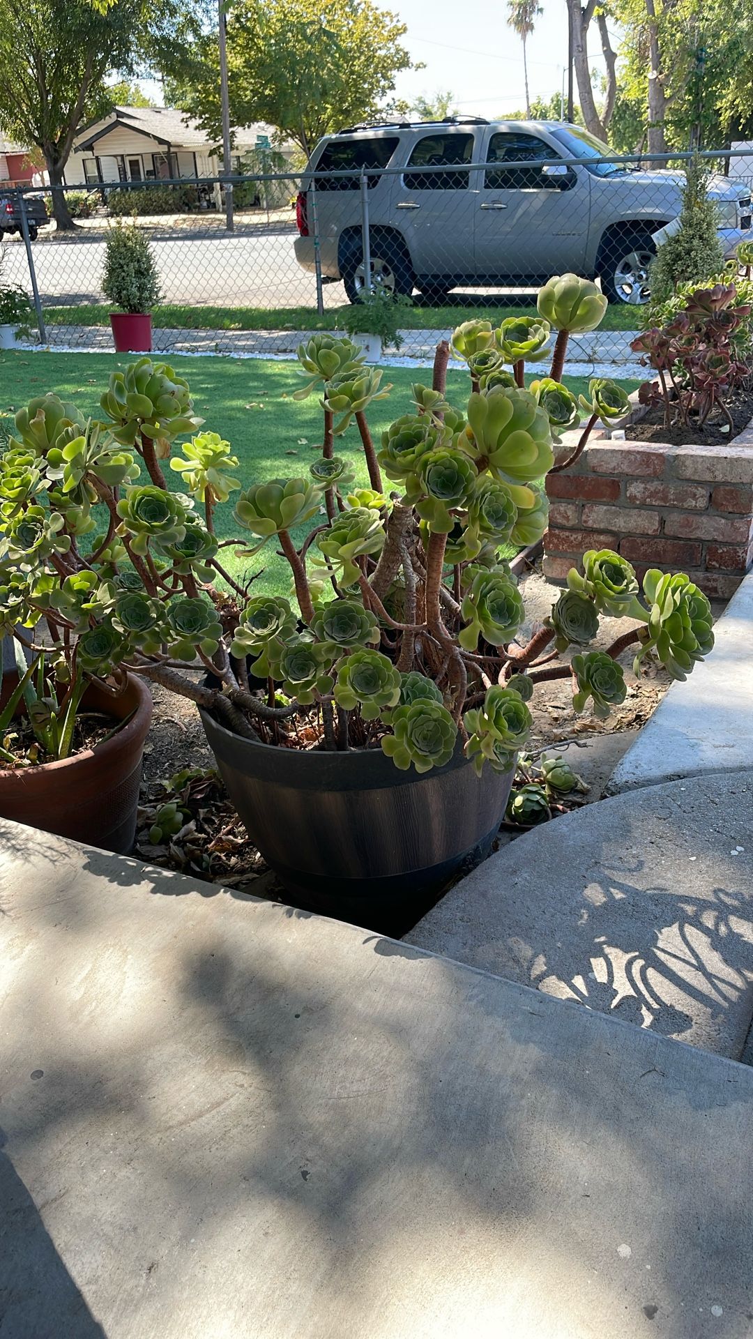 Succulent Plants