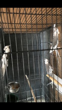 Large Bird Cage