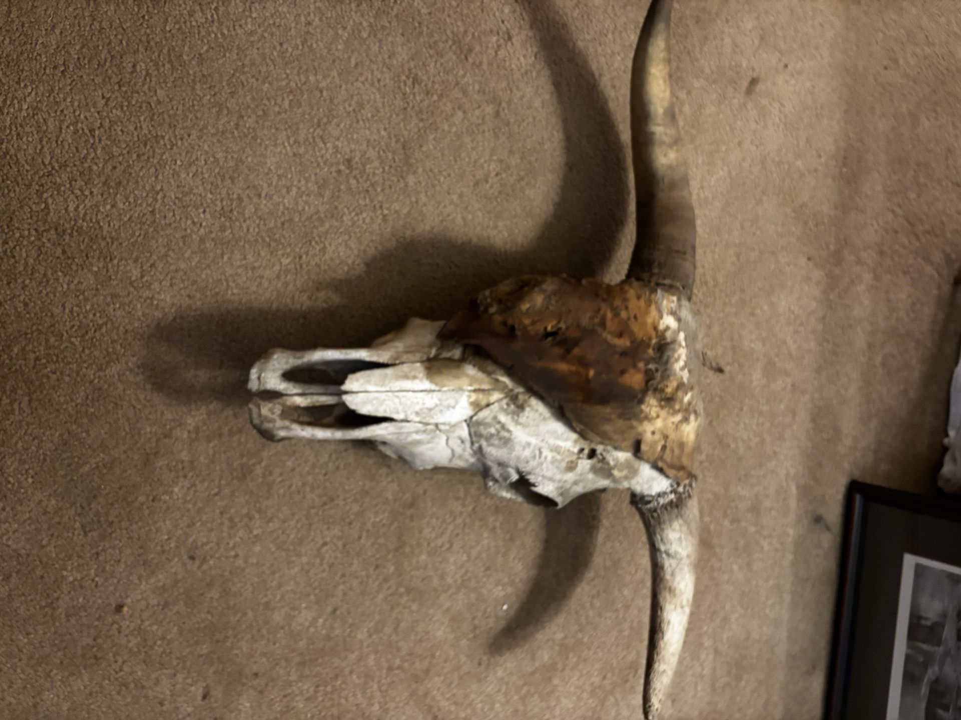 Cow Skull W Antlers And Skin On 1/2 Face