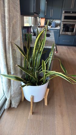 Snake Plant in White Pot with Wood Stand
