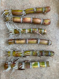 Buddha Belly Sugarcane plant, Sugar Cane