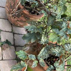 Pair Of Clay Planters Terracotta Pots No Plants